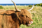 Highland cattle