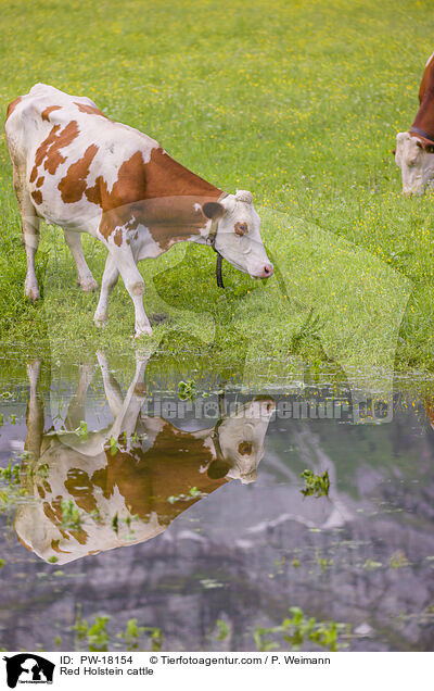 Holstein-Rinder / Red Holstein cattle / PW-18154