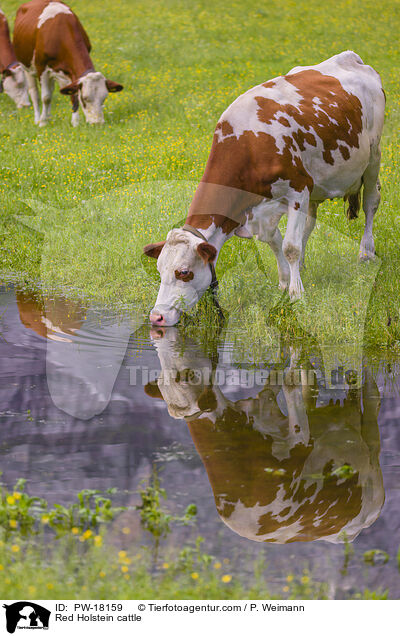 Holstein-Rinder / Red Holstein cattle / PW-18159