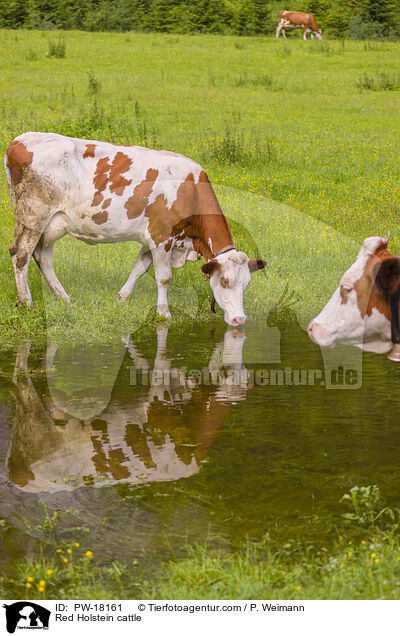 Holstein-Rinder / Red Holstein cattle / PW-18161