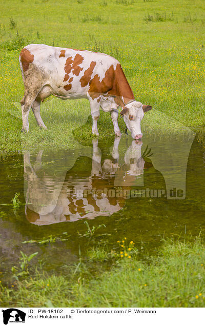 Holstein-Rind / Red Holstein cattle / PW-18162