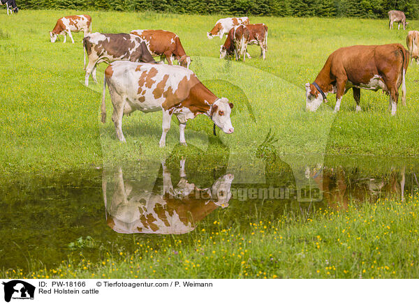 Holstein-Rinder / Red Holstein cattle / PW-18166