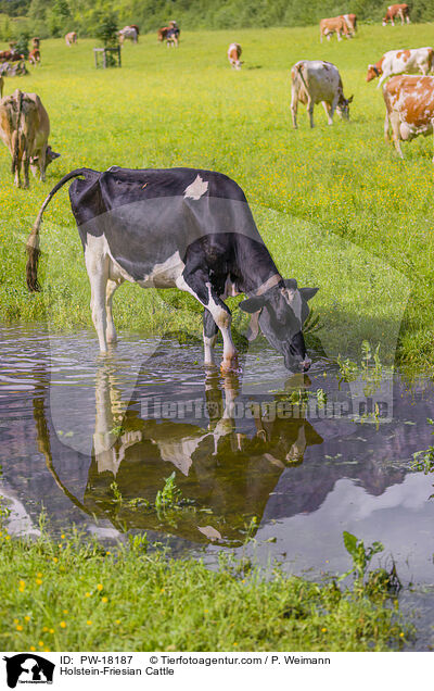 Holstein-Friesian / Holstein-Friesian Cattle / PW-18187