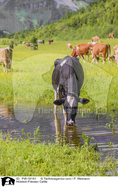 Holstein-Friesian / Holstein-Friesian Cattle / PW-18191