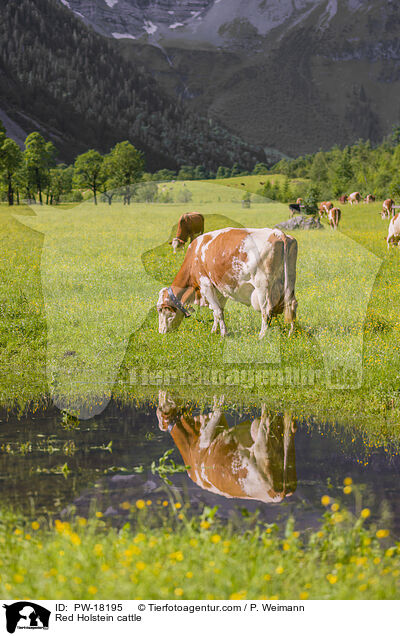 Holstein-Rinder / Red Holstein cattle / PW-18195