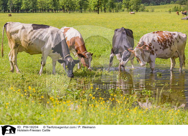 Holstein Friesian / Holstein-Friesian Cattle / PW-18204