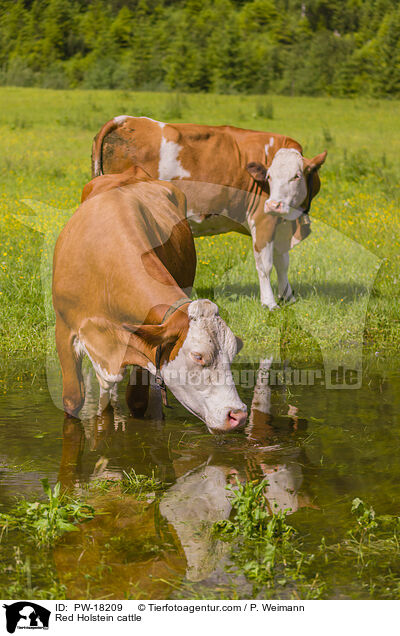 Holstein-Rinder / Red Holstein cattle / PW-18209
