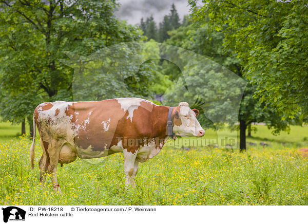 Holstein-Rind / Red Holstein cattle / PW-18218