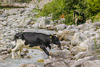 Holstein cattle