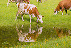 Red Holstein cattle