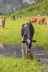 Holstein-Friesian Cattle