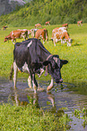 Holstein-Friesian Cattle