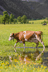 Red Holstein cattle