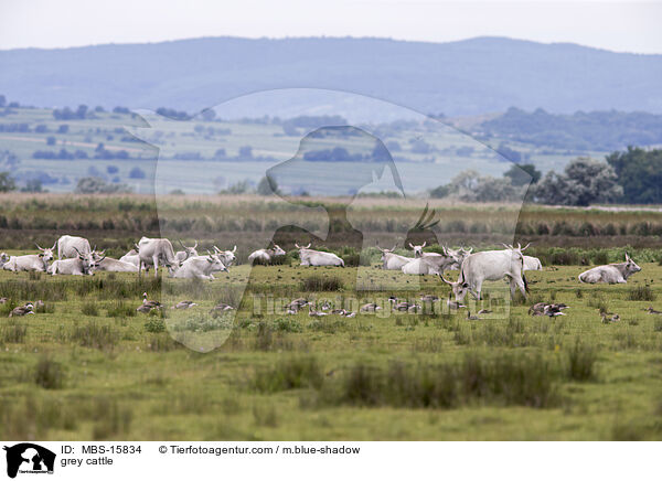 Ungarische Steppenrinder / grey cattle / MBS-15834