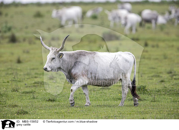 Ungarische Steppenrinder / grey cattle / MBS-15852