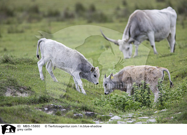 grey cattle / MBS-15860