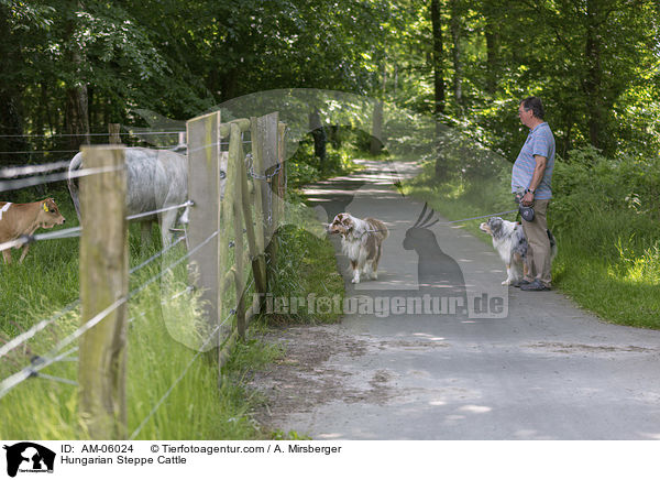 Ungarische Steppenrinder / Hungarian Steppe Cattle / AM-06024