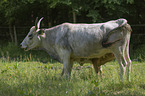 Hungarian Steppe Cattle