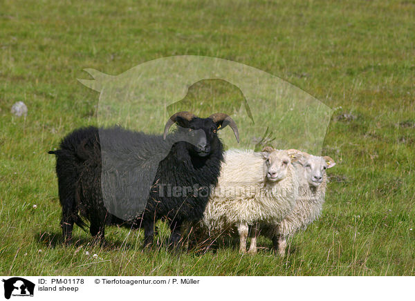 Island Schaf / island sheep / PM-01178