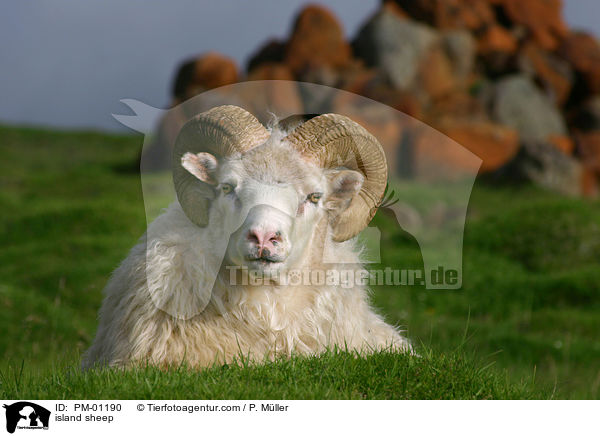 Island Schaf / island sheep / PM-01190