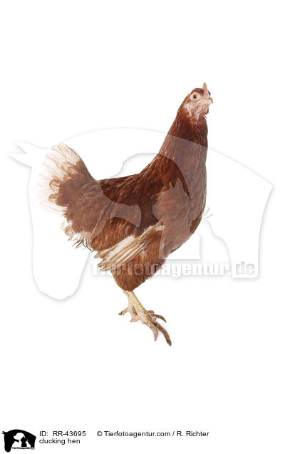 Isa Braun Glucke / clucking hen / RR-43695