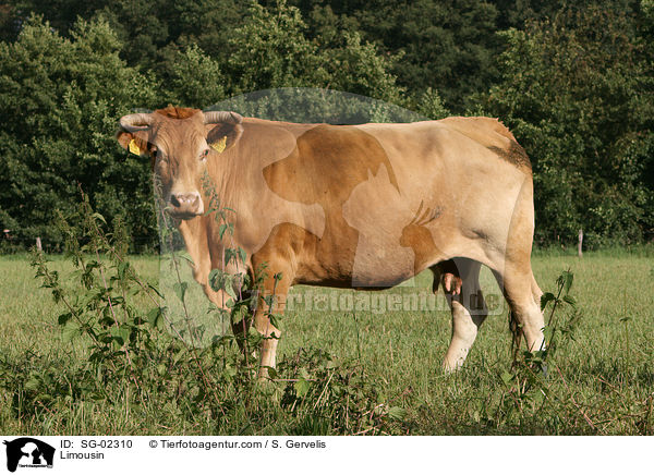 Limousin / SG-02310