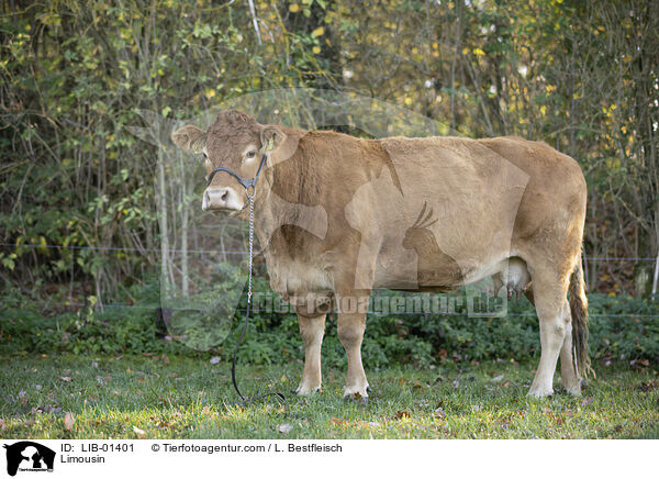 Limousin / LIB-01401