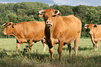 Limousins