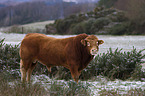 Limousin