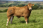 Limousin