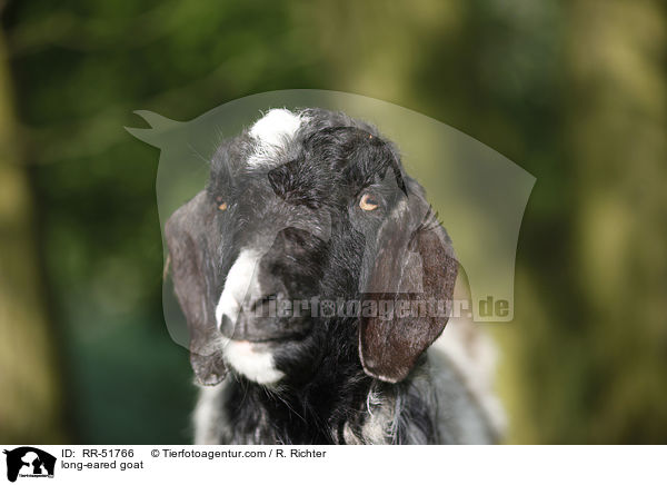 Langohrziege / long-eared goat / RR-51766