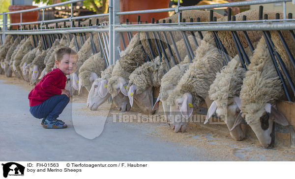Junge und Merinoschafe / boy and Merino Sheeps / FH-01563