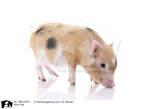 Microschwein / micro pig / RR-79751
