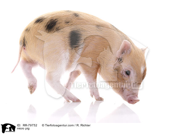 Microschwein / micro pig / RR-79752