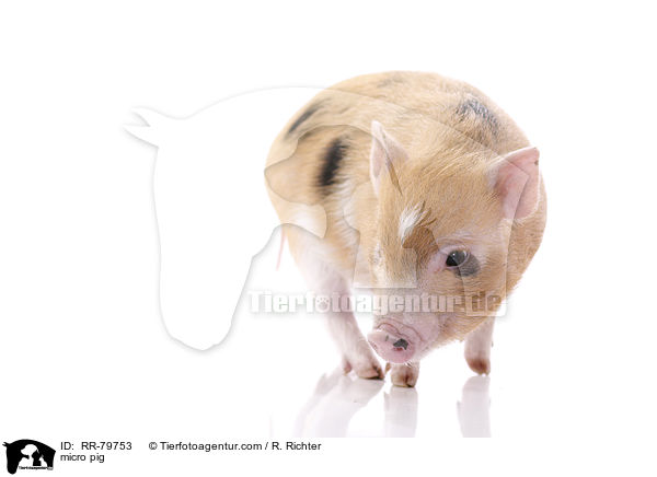 Microschwein / micro pig / RR-79753
