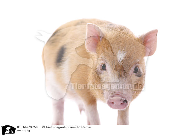 Microschwein / micro pig / RR-79756
