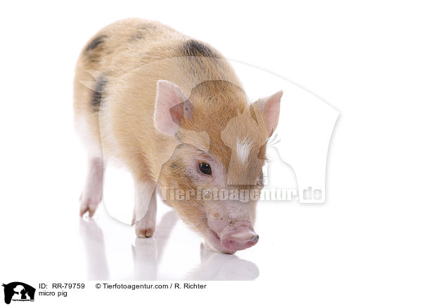 Microschwein / micro pig / RR-79759