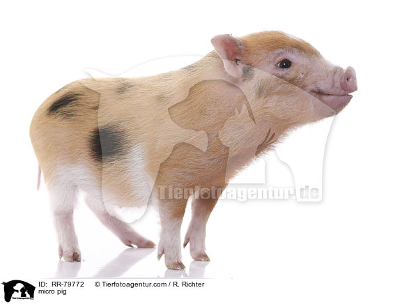 Microschwein / micro pig / RR-79772