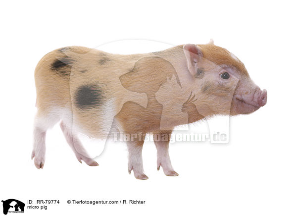 Microschwein / micro pig / RR-79774