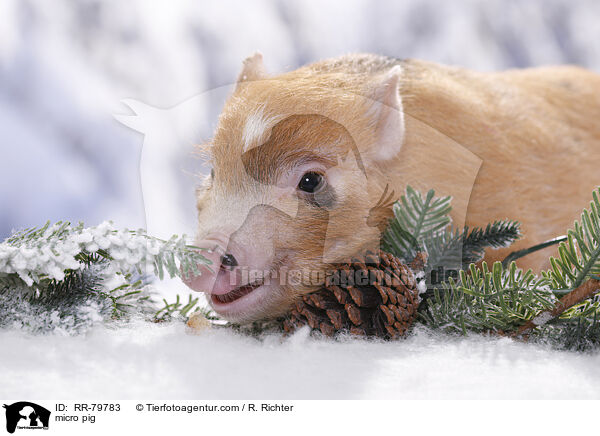 Microschwein / micro pig / RR-79783