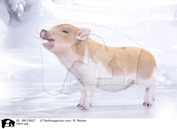 Microschwein / micro pig / RR-79827