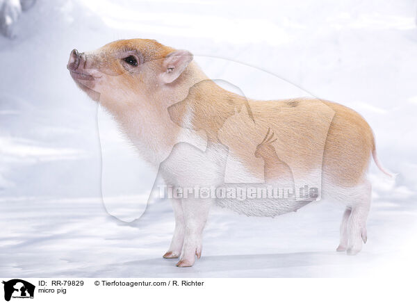 Microschwein / micro pig / RR-79829