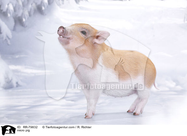 Microschwein / micro pig / RR-79832