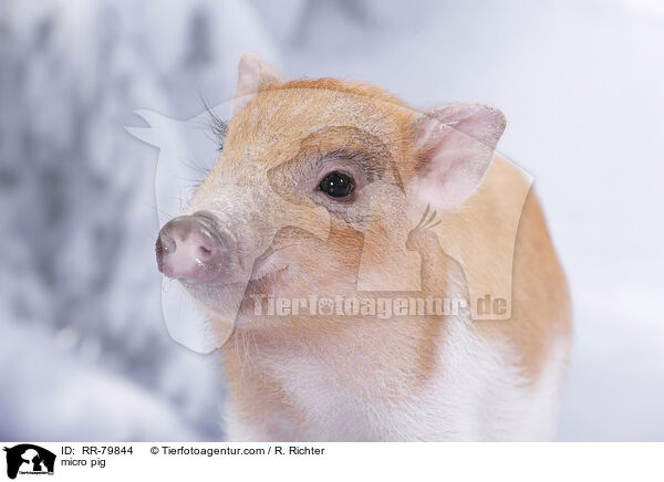 Microschwein / micro pig / RR-79844