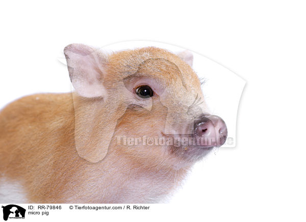 Microschwein / micro pig / RR-79846