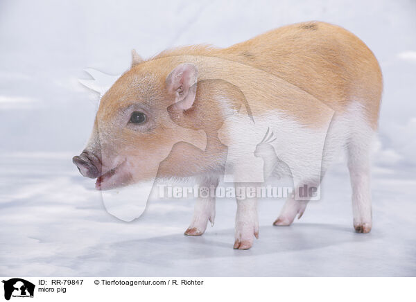 Microschwein / micro pig / RR-79847
