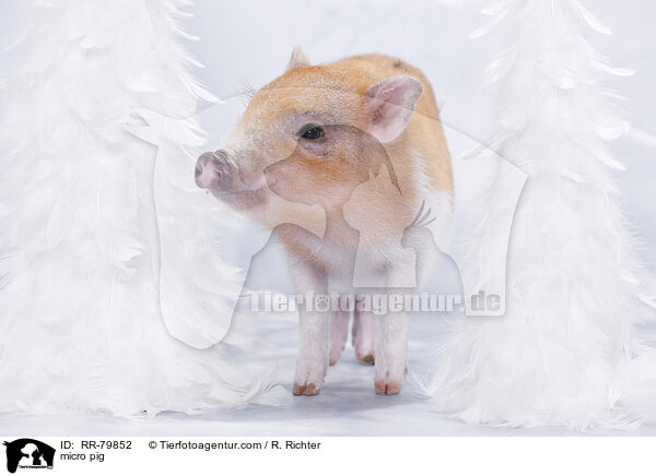 Microschwein / micro pig / RR-79852