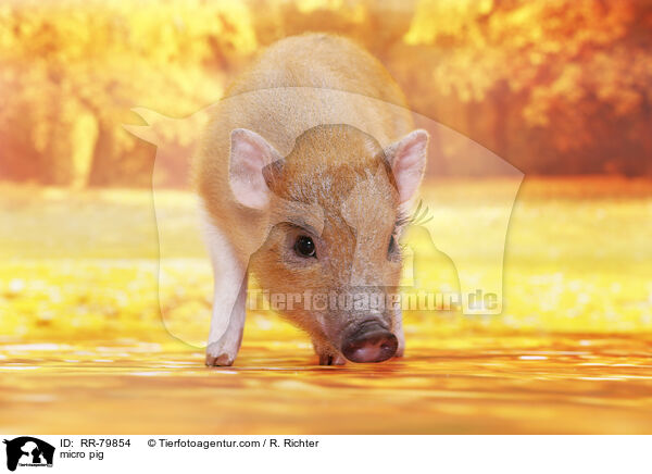 Microschwein / micro pig / RR-79854