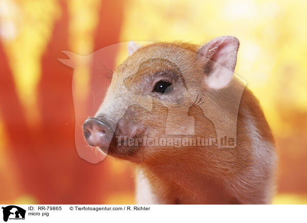 Microschwein / micro pig / RR-79865