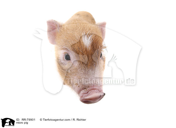 Microschwein / micro pig / RR-79901